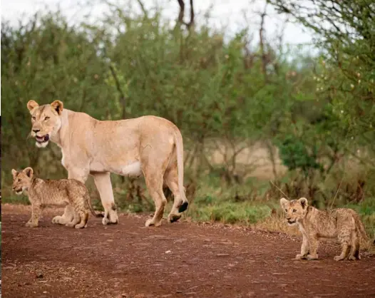  ?? ?? LEFT Cheetah are among the great many species that have been translocat­ed to Madikwe over the years it has taken to help the land and its animal population heal.