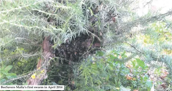 ??  ?? BeeSavers Malta’s first swarm in April 2014