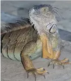  ??  ?? Lizards are commonplac­e in Costa Rica.