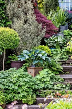  ??  ?? Containers of leathery hostas ‘Grand Marquee’ and ‘Wide Brim’ line a set of steps, along with watering cans blending into the palette.