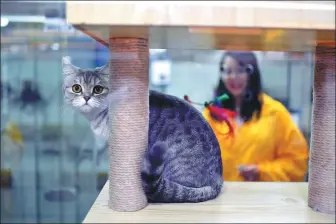  ?? CHEN JIMIN / CHINA NEWS SERVICE ?? A cat plays at a facility where animals are housed while their owners are away.