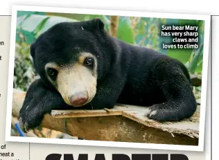  ??  ?? Sun bear Mary has very sharp claws and loves to climb