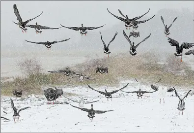  ?? Arkansas Democrat-Gazette/THOMAS METTHE ?? A flock of ducks takes flight from a snowy field east of Humnoke on Wednesday.