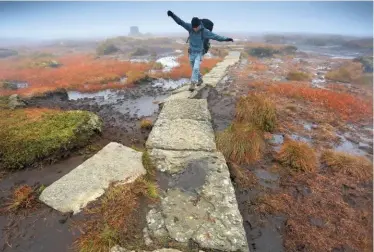  ??  ?? Bog-hopping via the millstones high up on the summit of The Cheviot.