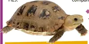  ??  ?? The upper shell of atortoise is called acarapace, the lowershell is aplastron