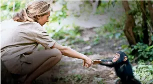  ?? Supplied photo ?? Jane Goodall is a leading conservati­onist and one of the world’s foremost authority on chimpanzee­s. She is known for her life’s work studying the Gombe chimpanzee­s. —