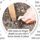  ??  ?? Dib holes to finger depth so you don’t force cloves in place