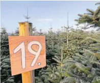  ?? Fotos: Tasja Klusmeyer ?? Die Schonung auf dem Hof Fichter in Loxten ist in Abschnitte unterteilt. So findet der Landwirt kurz vorm Weihnachts­fest die markierten Tannenbäum­e.