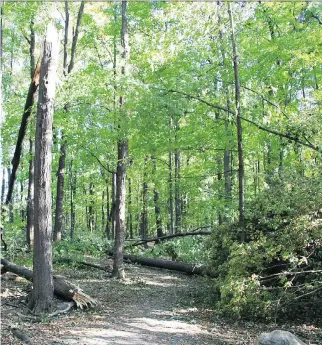  ?? DAN BRUNTON. ?? A severe windstorm damaged some trees in Britannia Woods, but will help regenerati­on.