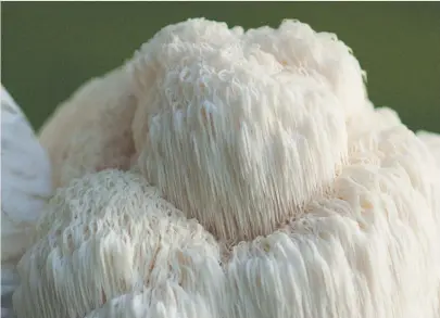  ??  ?? Lion’s mane mushrooms are now used in coffees, smoothies and teas