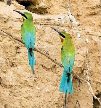  ??  ?? The Blue tailed Bee-eater. Pic by Viral and Pankaj. Courtesy Oriental Bird Club