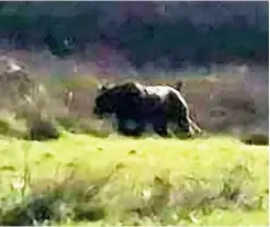  ??  ?? ABOVE: The black ABC filmed in the Quantock Hills of Somerset in April 2017.