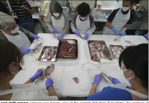  ?? (AP/Eugene Hoshiko) ?? Local staff prepare crimson sea bream, one of the sample fish from Fukushima, for analysis of radioactiv­ity as a team of experts from the Internatio­nal Atomic Energy Agency observe at Marine Ecology Research Institute on Friday in Onjuku, Chiba Prefecture, near Tokyo. More photos at arkansason­line.com/1021labfis­h/.