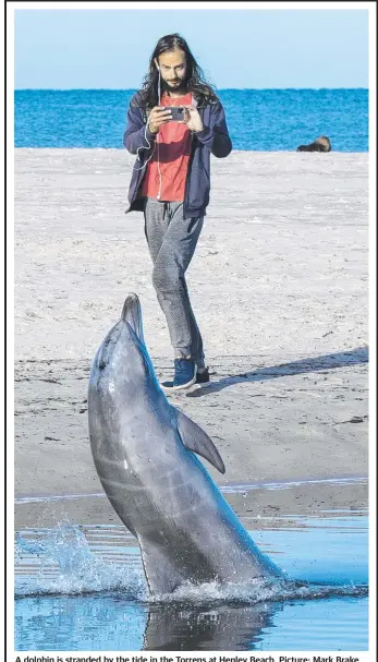  ?? Picture: Mark Brake ?? A dolphin is stranded by the tide in the Torrens at Henley Beach.