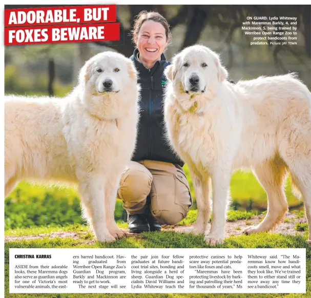  ?? Picture: JAY TOWN ?? ON GUARD: Lydia Whiteway with Maremmas Barkly, 4, and Mackinnon, 5, being trained by Werribee Open Range Zoo to protect bandicoots from predators.