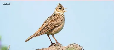  ??  ?? Sky Lark