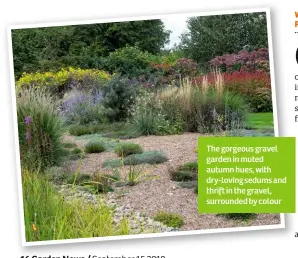  ??  ?? The gorgeous gravel garden in muted autumn hues, with dry-loving sedums and thrift in the gravel, surrounded by colour