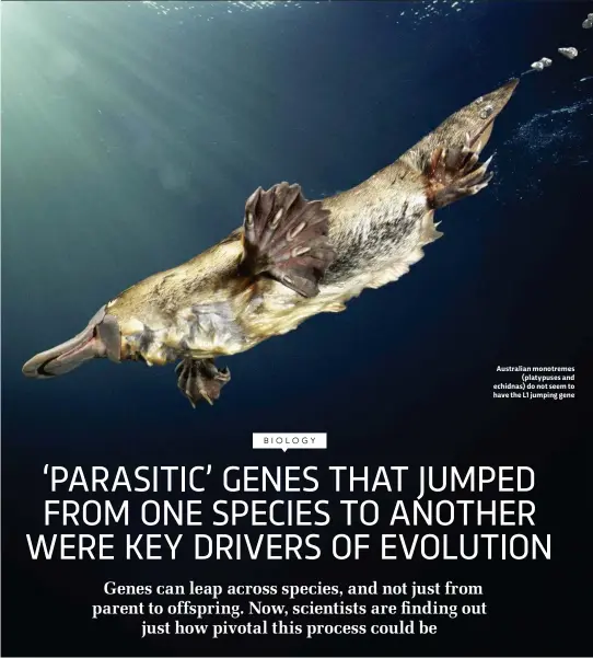  ??  ?? Australian monotremes ( platypuses and echidnas) do not seem to have the L1 jumping gene