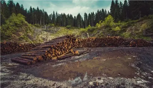  ?? ?? Die Abholzung der Wälder ist weltweit ein großes Problem - aber ist die Lösung einfach?