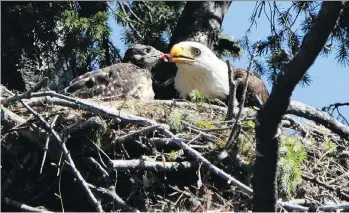  ?? CHAD HIPOLITO/THE CANADIAN PRESS ?? A young red-tailed hawk is living in a bald eagle’s nest, being fed by the parents of three resident eaglets in Sidney. Several theories abound how the family acquired the hawk.