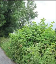  ??  ?? Cork County Council is to seek additional government funding to help eradicate Japanese Knotweed infestatio­ns.
