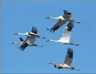  ?? PROVIDED TO CHINA DAILY ?? White cranes fly over Zhenlai county, which has become an important habitat for them during their migration.