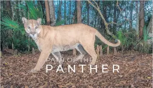  ?? COURTESY ?? New documentar­y “Path of the Panther” will have its world premiere at Enzian on April 9.