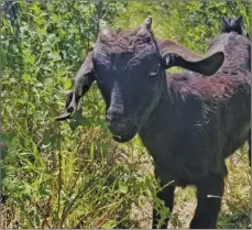  ?? Photo courtesy of Creekside Goat Company ?? A goat grazes in a patch of leafy spurge on rangeland south of Shaunavon.