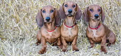  ??  ?? Für den Film „Papa Moll und die Entführung des fliegenden Hundes“waren gleich drei Dackel im Einsatz: Brezel, Zwieback und Croissant.