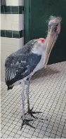  ?? GEN ANDERSON / THE ASSOCIATED PRESS ?? A stork was moved to safety in a restroom at a St. Augustine, Fla., zoological park ahead of hurricane Matthew.