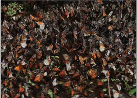  ?? (AP/Marco Ugarte) ?? Monarch butterflie­s gather on a shrub at Piedra Herrada sanctuary in the mountains near Valle de Bravo, Mexico, in January. Conservati­on officials say the butterflie­s are occupying a smaller area of their wintering grounds in Mexico this year.