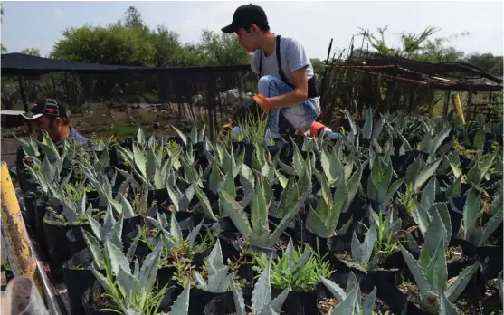  ?? FRANCISCO VILLEDA ?? En México esta planta posee un gran simbolismo debido a que combina tradición y cultura.