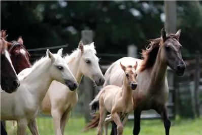  ?? Associated Press ?? ■ A Choctaw mare, right, and her 3-month-old filly, center, run with other Choctaw horses on Bill Frank Brown's farm in Poplarvill­e, Miss. Choctaw horses are descended from those brought to the United States in the 1500s and later by Spanish explorers and colonists, said Dr. Phillip Sponenberg of the Virginia-Maryland College of Veterinary Medicine.