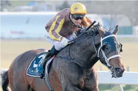  ??  ?? Cambridge galloper El Roca will tackle the A$175,000 QTC Cup in Brisbane on Saturday.