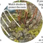  ??  ?? Mulch shrubs to protect the roots