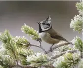  ??  ?? CRESTED TIT