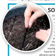  ??  ?? both easy
colours in a rich, loose From late (1ft) apart. Avoid thick, otherwise you’ll alot of thinning out, which fly. If you have a small garden and you want to do something different, try sowing shortroote­d varieties such as ‘Nantes’ or ‘Amsterdam’ in containers.