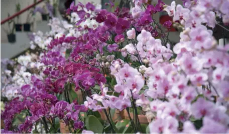  ?? PEDRO BAZIL ?? Producción de orquídeas, uno de los tipos de flores que más gusta en la República Dominicana. Actualment­e se cultivan en fincas de Constanza, municipio de La Vega.