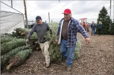  ?? LIPO CHING — STAFF PHOTOGRAPH­ER ?? Owner Joe Territo, right, and worker Apolinar Juares haul a Christmas tree at Territo’s Christmas Trees in San Jose.