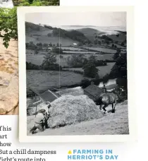  ??  ?? ▲ FARMING IN HERRIOT’S DAY
Manual, involved and to Wight an endless source of pleasure and purpose. This is 1952 – 12 years after he first arrived in Yorkshire.