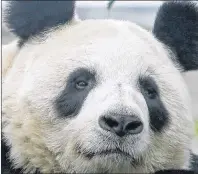  ?? AP PHOTO ?? Tian Tian is seen at the Edinburgh Zoo in Scotland in 2014. The zoo says the giant panda is believed to be pregnant.