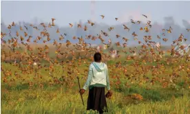  ?? Luke Dray/Getty Images ?? A young girl watches a flock of red-billed quelea in Kisumu, Kenya, this month. Photograph: