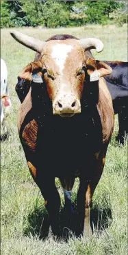  ??  ?? This bull, King Richard, is one of Ogden Ranch’s bucking bulls that will be part of a two-day Profession­al Bull Riders Touring Division event hosted at the Ogden Ranch, 11471 Illinois Chapel Road, Prairie Grove, July 17-18.