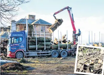  ??  ?? Axed The cut down trees being taken away and insert the trees chopped down