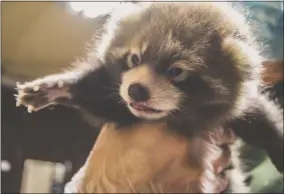  ?? PHOTO COURTESY UTICA ZOO ?? Utica Zoo’s Red Panda pairing Ming Yue (mother) and Muse (father) birthed two cubs on July 6.