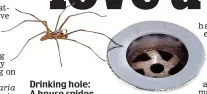  ?? Picture: ALAMY ?? Drinking hole: A house spider