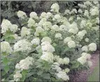  ?? Photo Courtesy MonroviA ?? little lime, a panicle hydrangea, blooms from midsummer to fall.