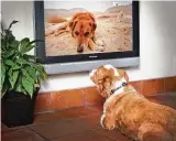  ?? DOGTV ?? A team of animal behavioris­ts spent three years researchin­g how dogs deal with stress, boredom and loneliness.