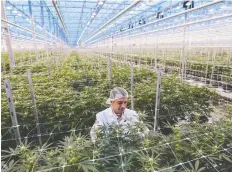  ?? BLOOMBERG FILES ?? Quebec pot grower Hexo says it will use the private placement proceeds for “working capital and general corporate purposes.”
