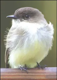  ?? Photo by Dan Pancamo via Wikimedia Commons ?? Adult eastern phoebes can easily be distinguis­hed from similar medium-sized gray birds by their loud, insistent “fee bee” call and by their habit of bobbing their tails when they are perched.